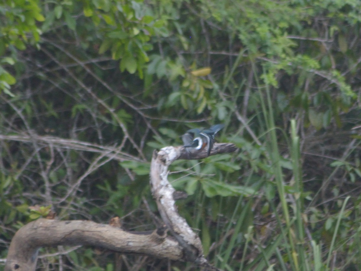 Amazon Kingfisher - ML623596205
