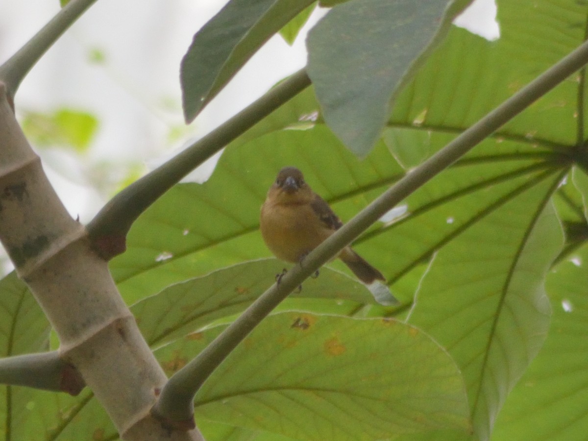 Morelet's Seedeater - ML623596210