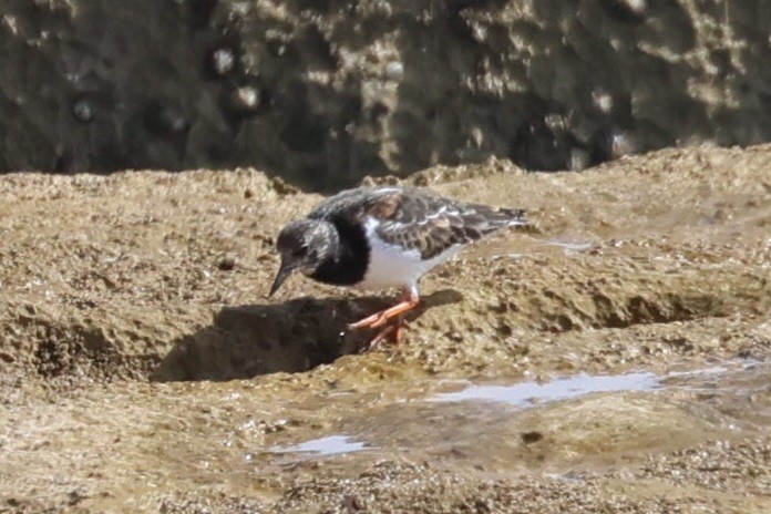 Ruddy Turnstone - Max Barrey