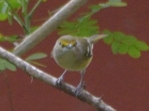 White-eyed Vireo - ML623596255