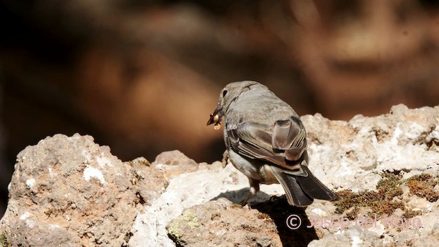 Tenerife Blue Chaffinch - ML623596294