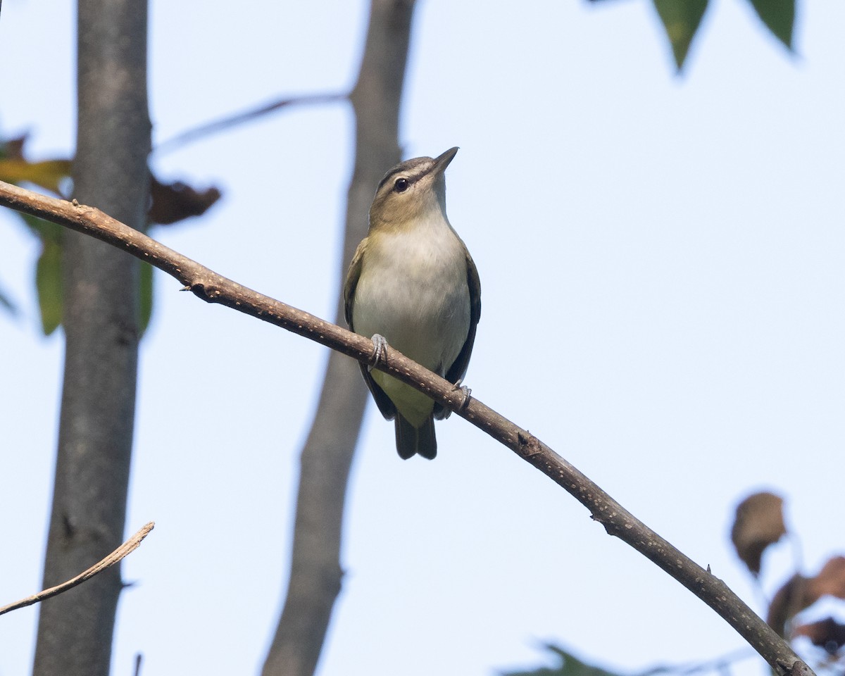 Red-eyed Vireo - ML623596317