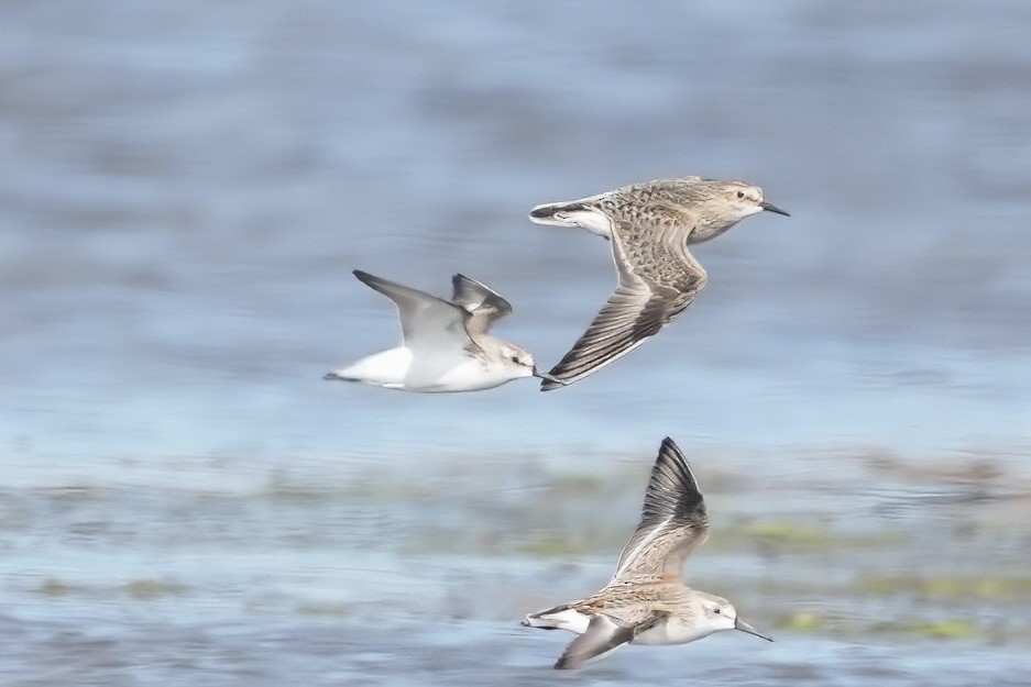 Baird's Sandpiper - ML623596343