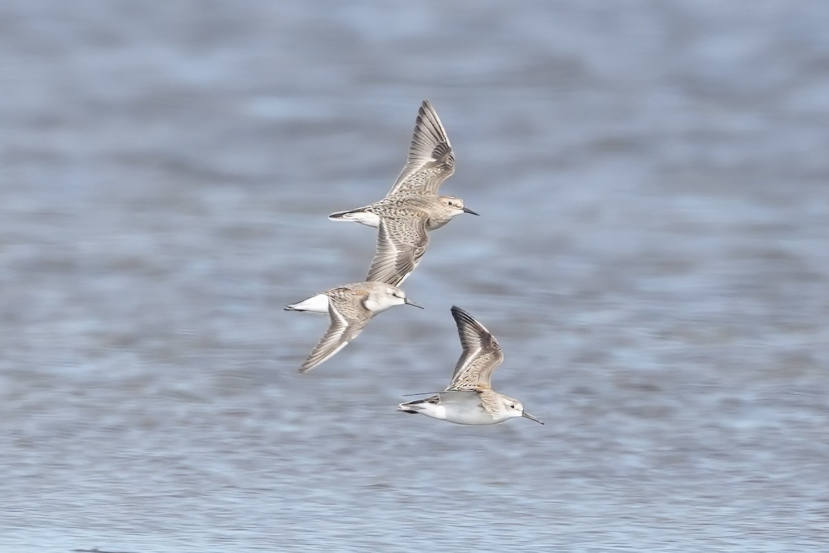 Baird's Sandpiper - ML623596344