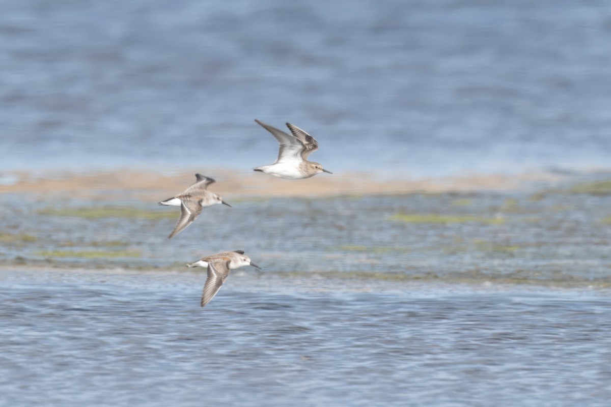 Baird's Sandpiper - ML623596345