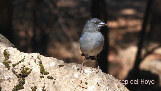 Tenerife Blue Chaffinch - ML623596361