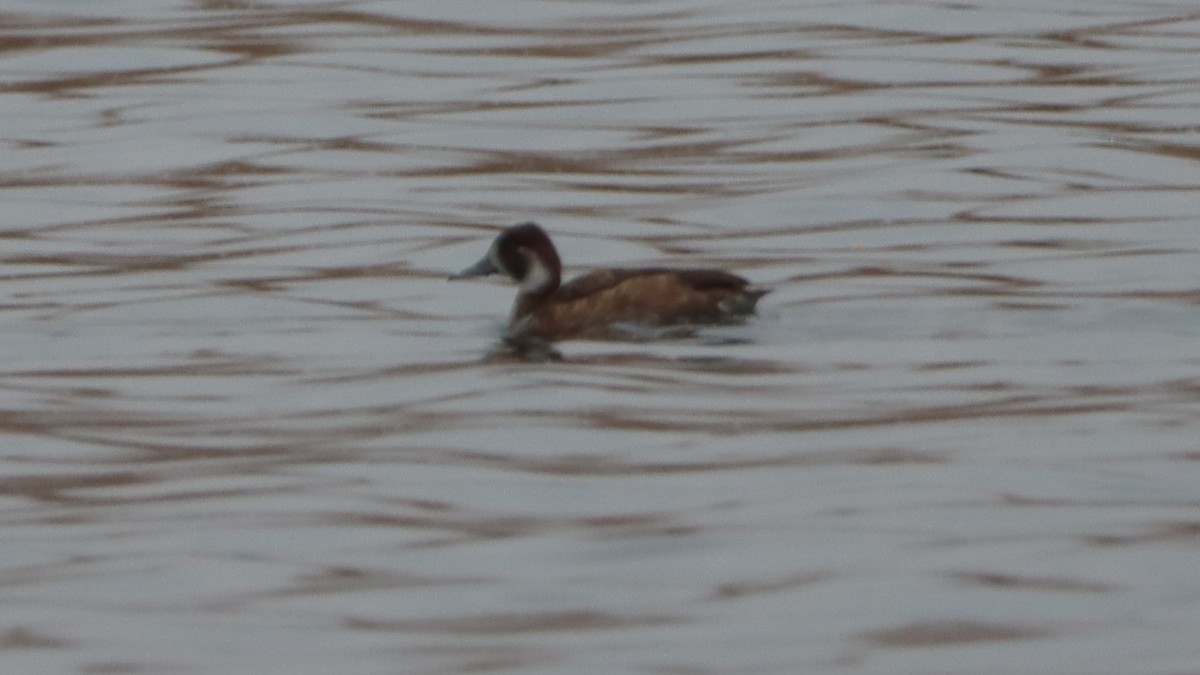 Southern Pochard - ML623596367