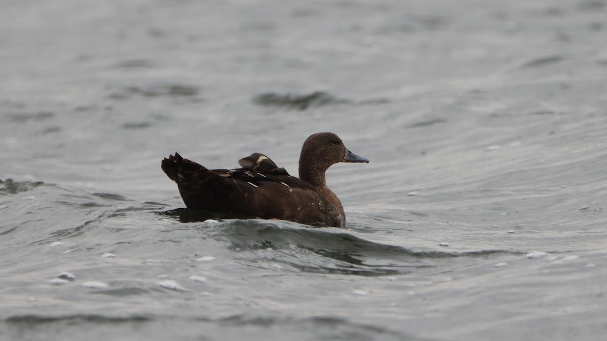 African Black Duck - ML623596370