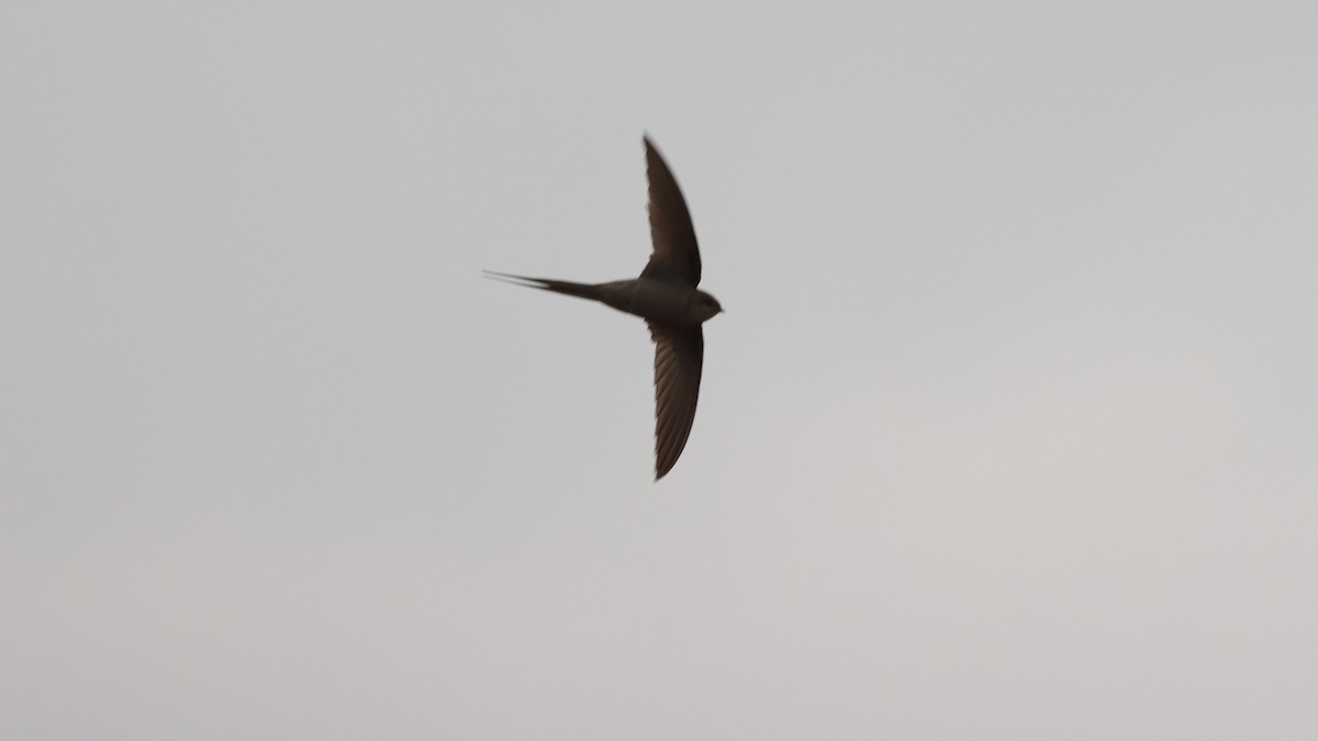 African Palm Swift - ML623596376