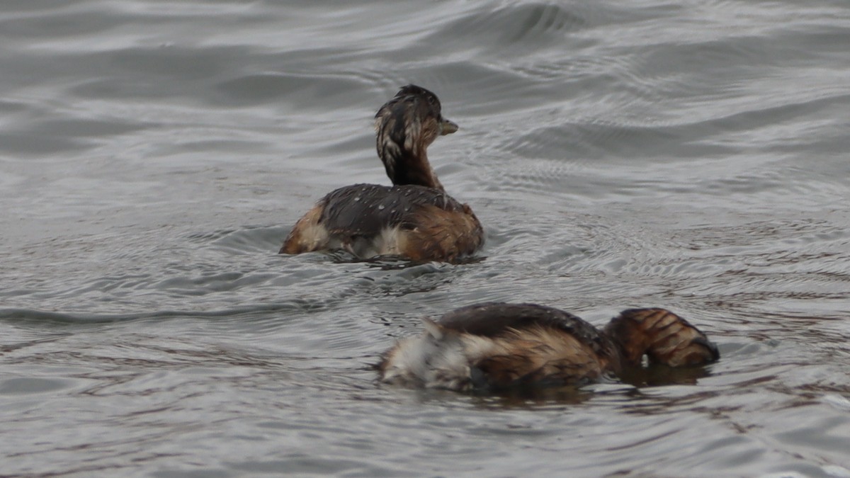 Little Grebe - ML623596377