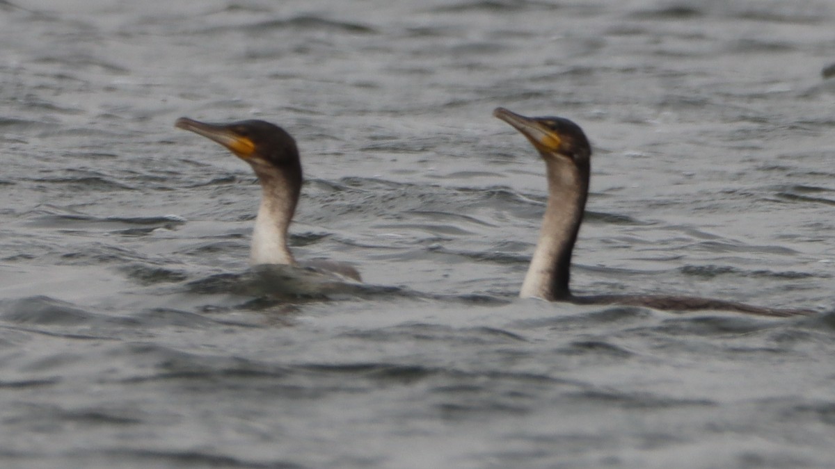 Great Cormorant (White-breasted) - ML623596380