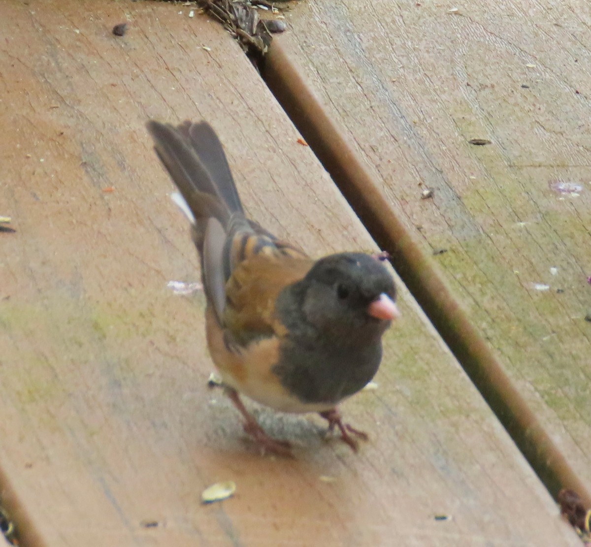 Dark-eyed Junco (Oregon) - ML623596421