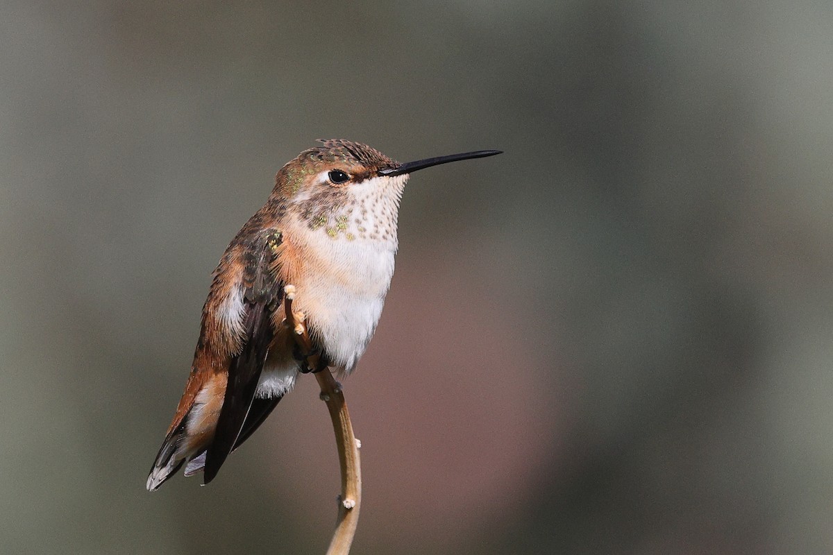 Rufous Hummingbird - ML623596466