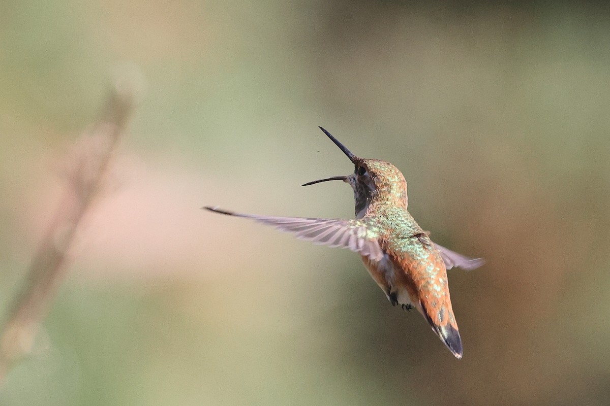 Rufous Hummingbird - ML623596469