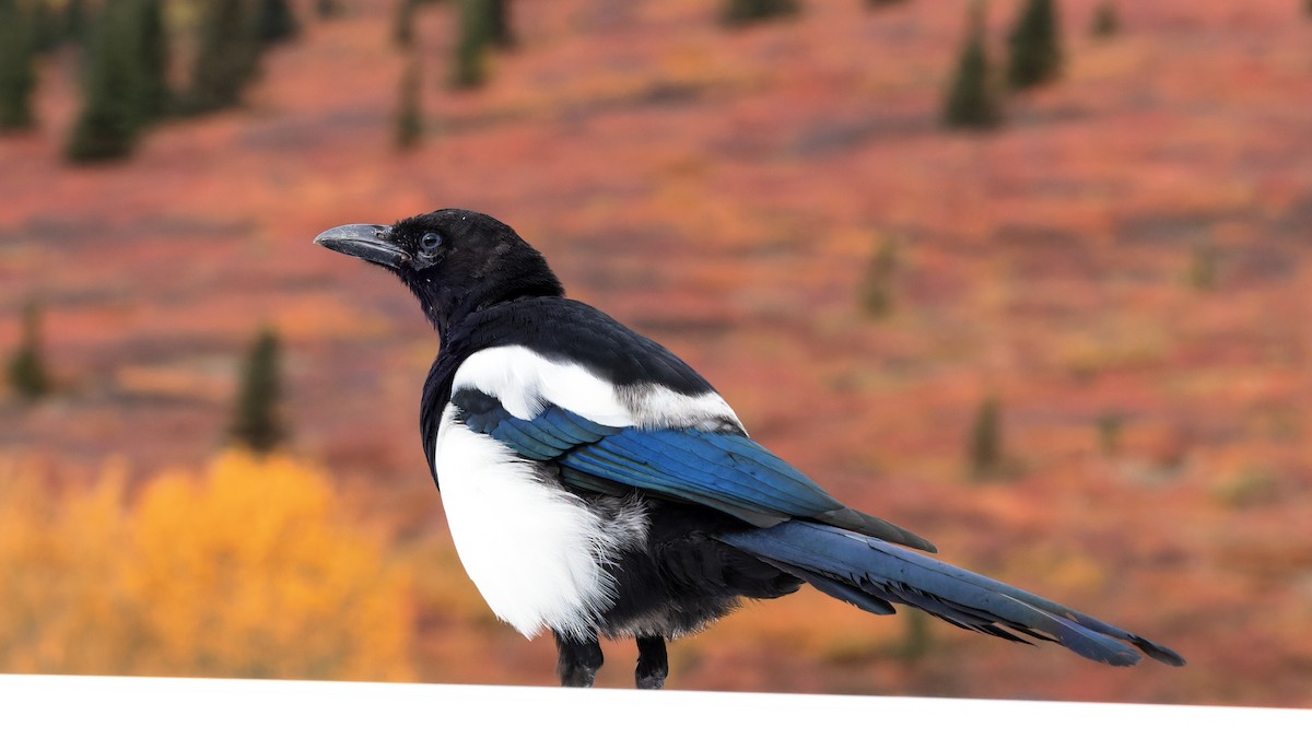 Black-billed Magpie - ML623596483