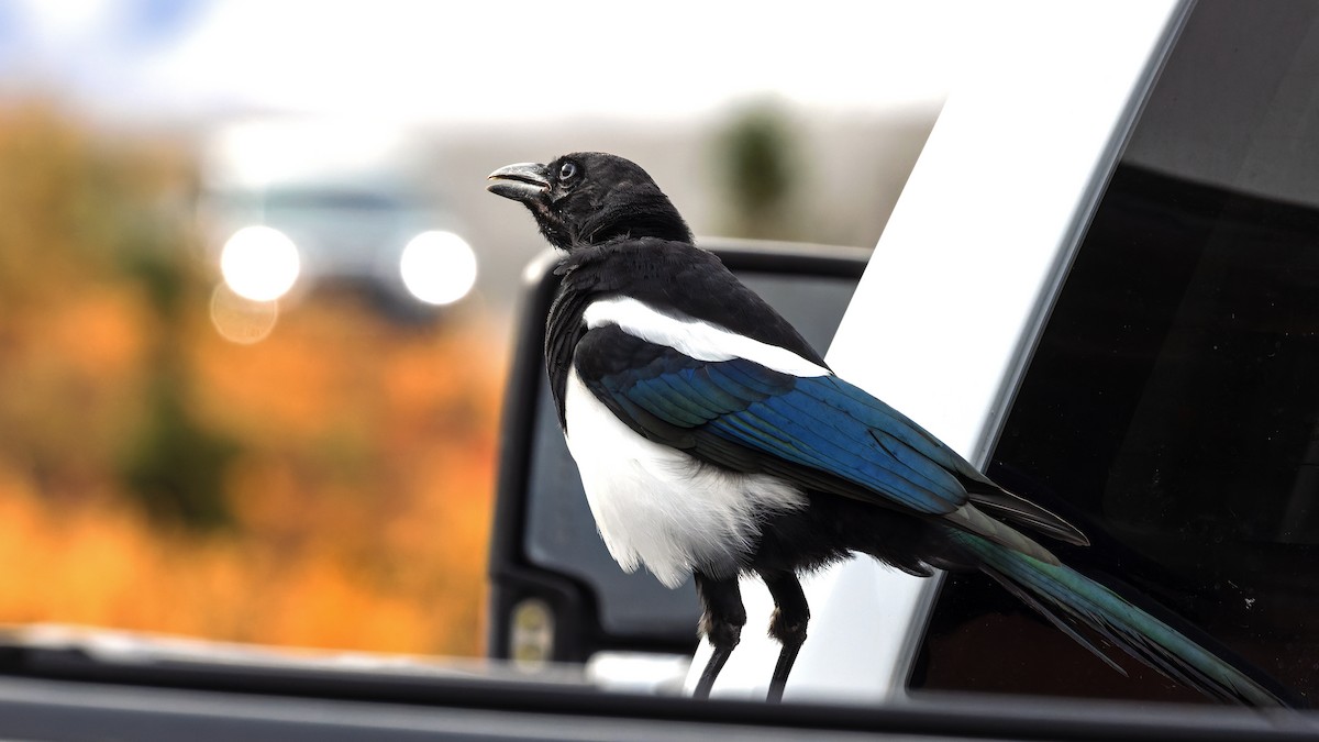 Black-billed Magpie - ML623596486