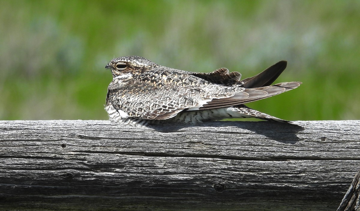 Common Nighthawk - ML623596502