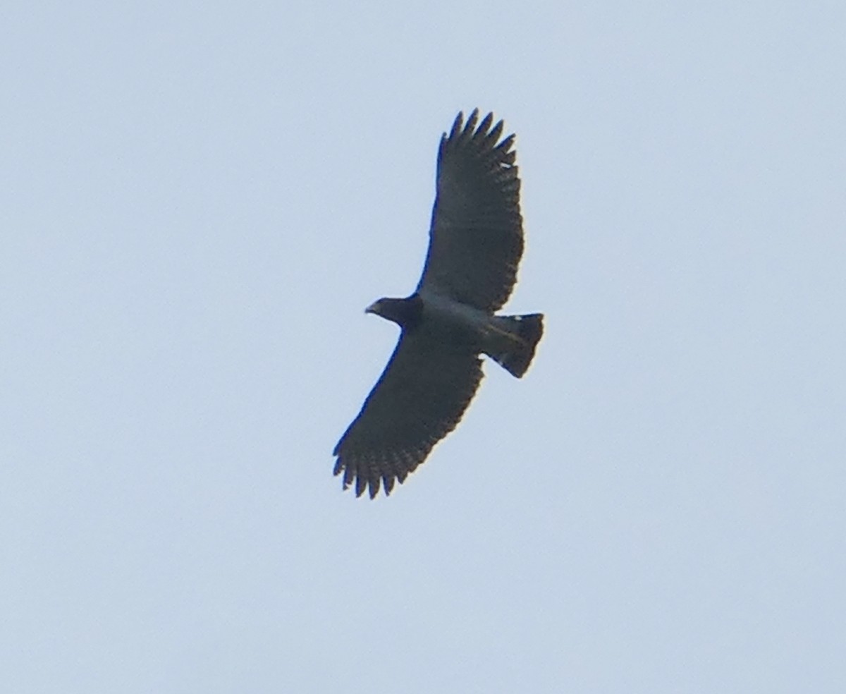 Barred Hawk - ML623596540