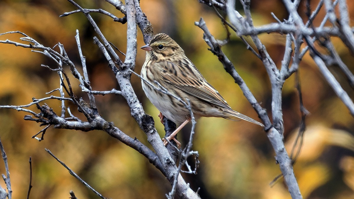 Savannah Sparrow - ML623596550