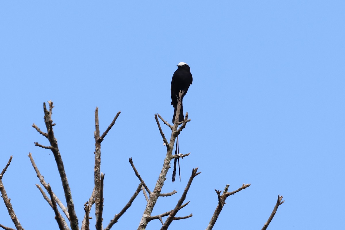 Long-tailed Tyrant - ML623596558