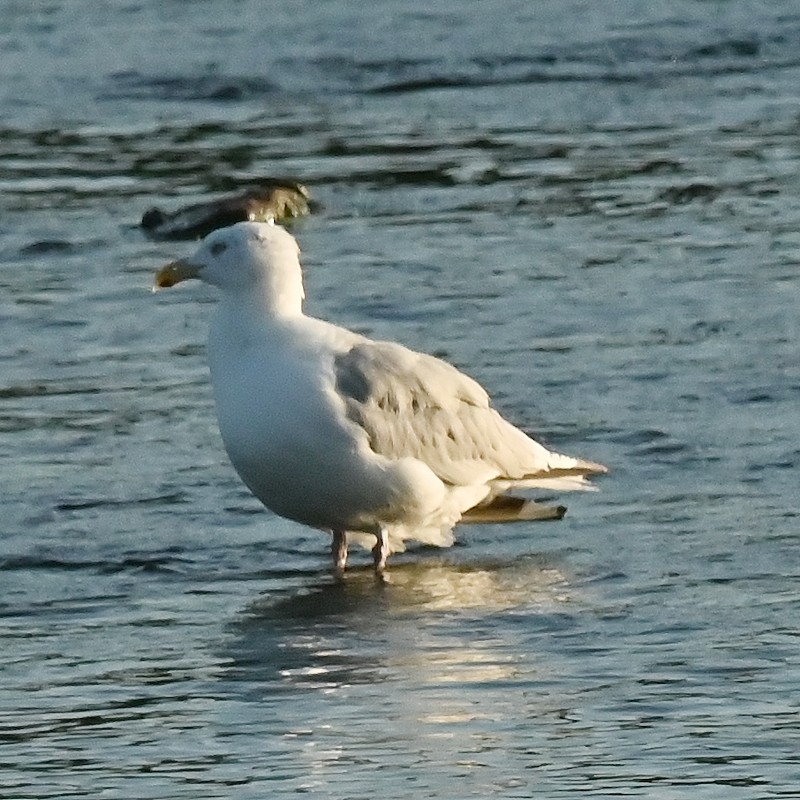 Herring Gull (American) - ML623596622