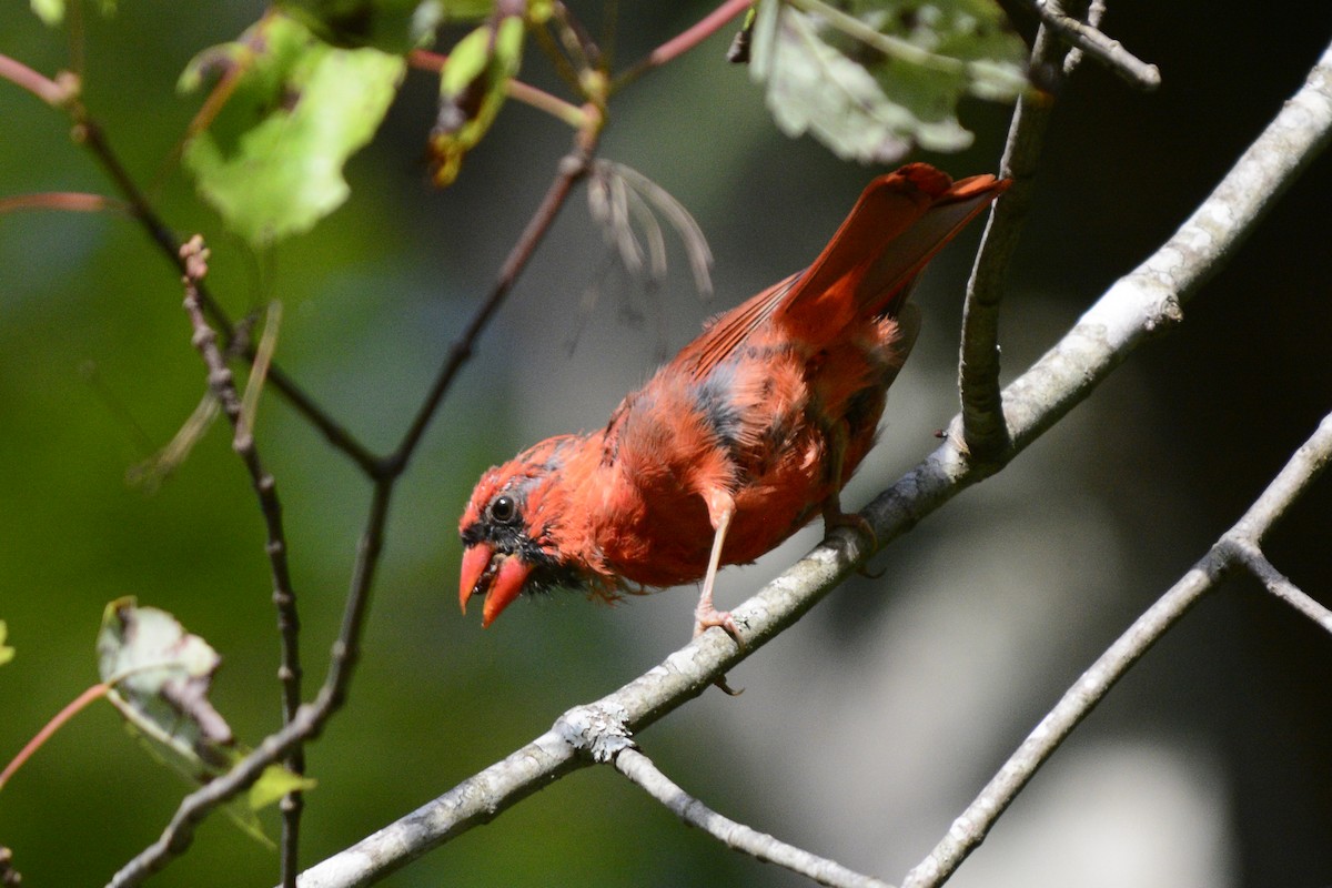 Cardinal rouge (groupe cardinalis) - ML623596657