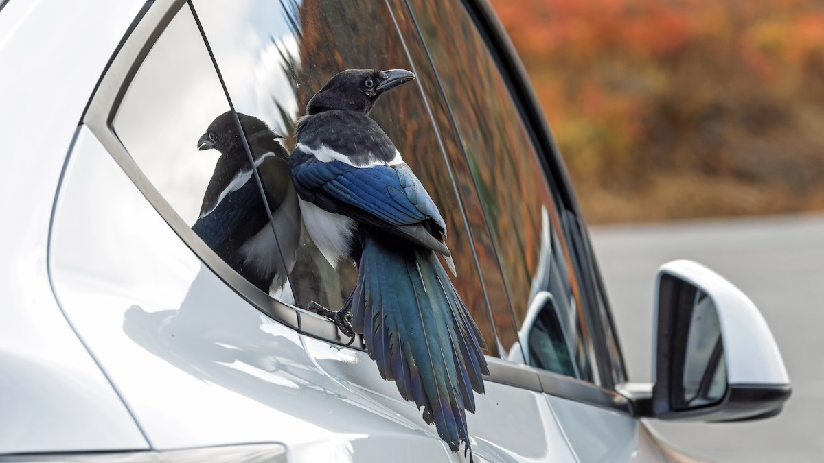 Black-billed Magpie - ML623596686