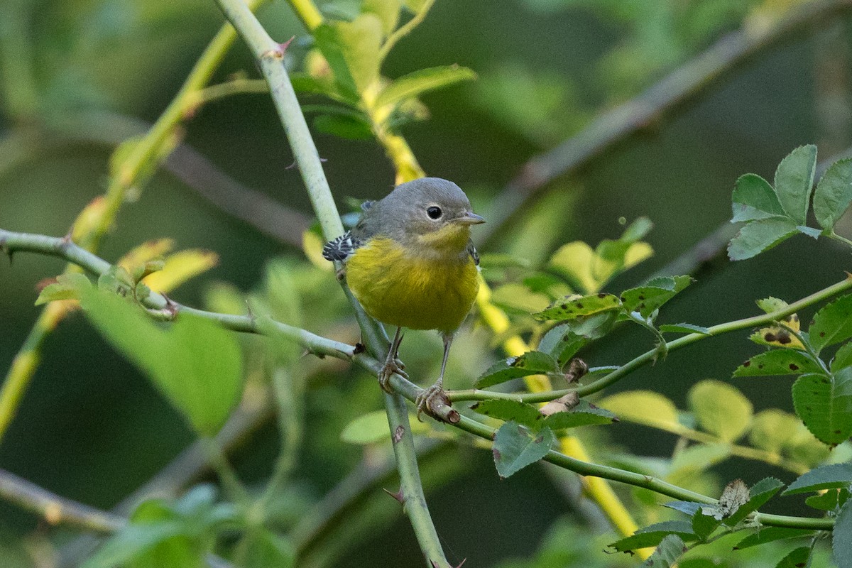 Magnolia Warbler - ML623596699