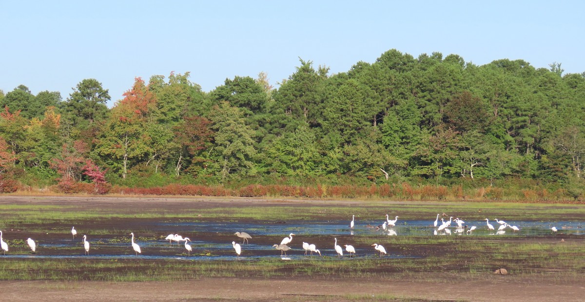 ダイサギ - ML623596710