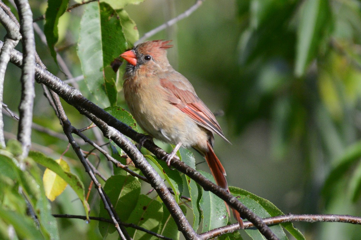 Cardinal rouge (groupe cardinalis) - ML623596712