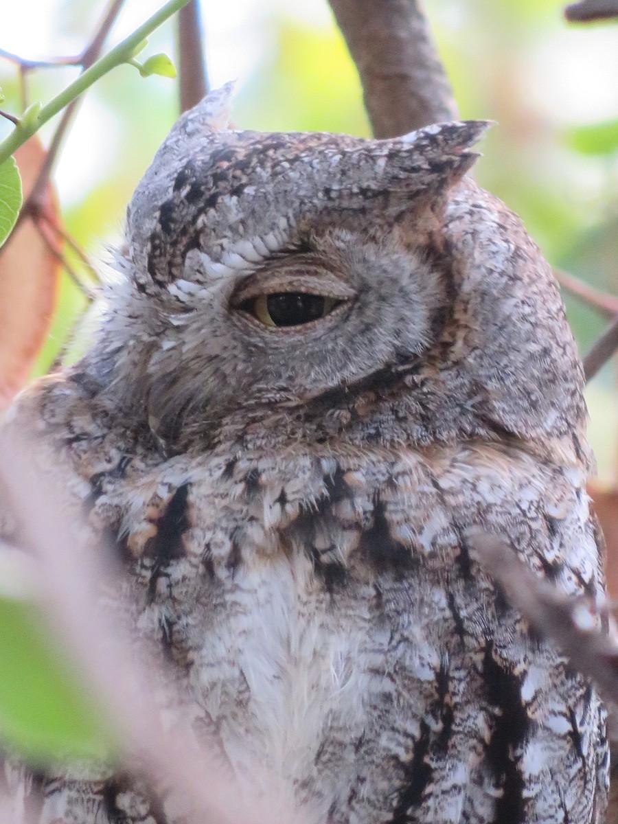 African Scops-Owl - Stian van Werkhoven