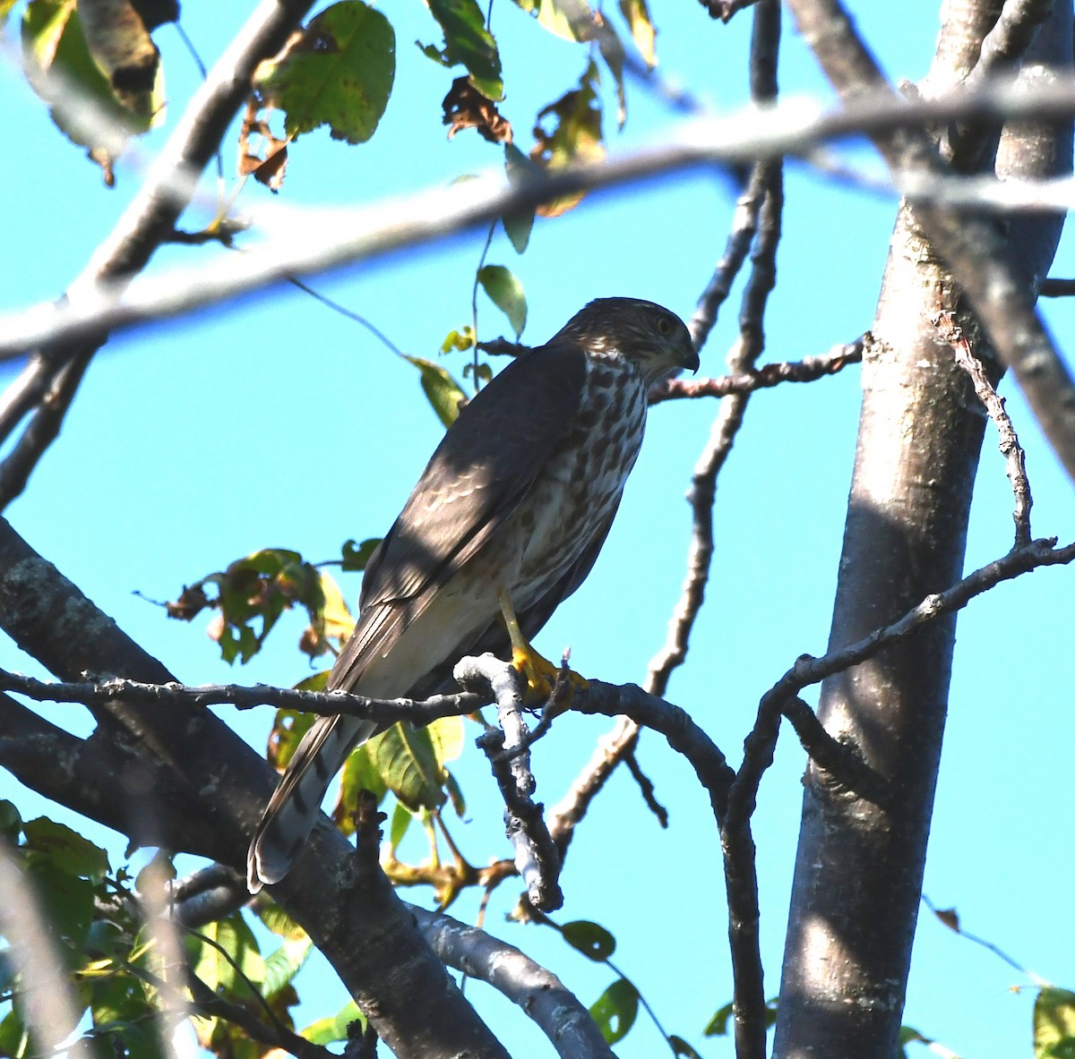 Sharp-shinned Hawk - ML623596866