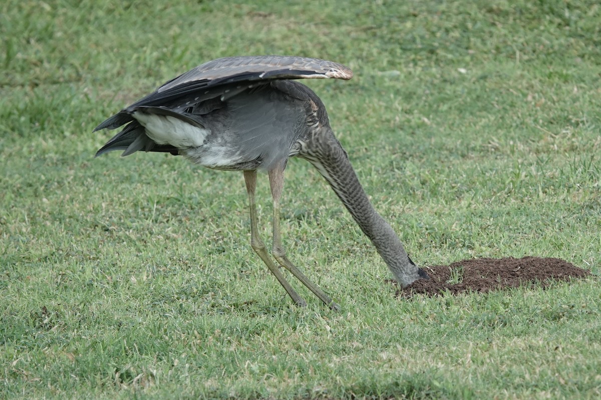 Great Blue Heron (Great Blue) - ML623596893