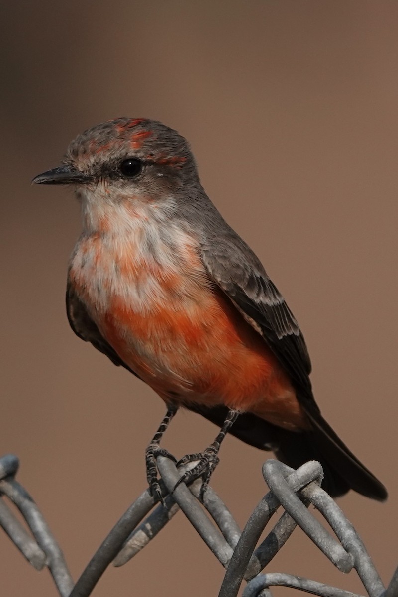 Vermilion Flycatcher - ML623596949