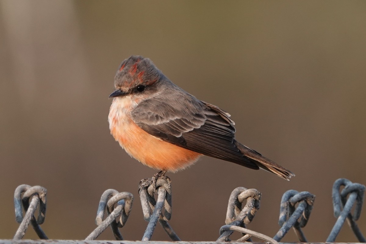 Vermilion Flycatcher - ML623596950