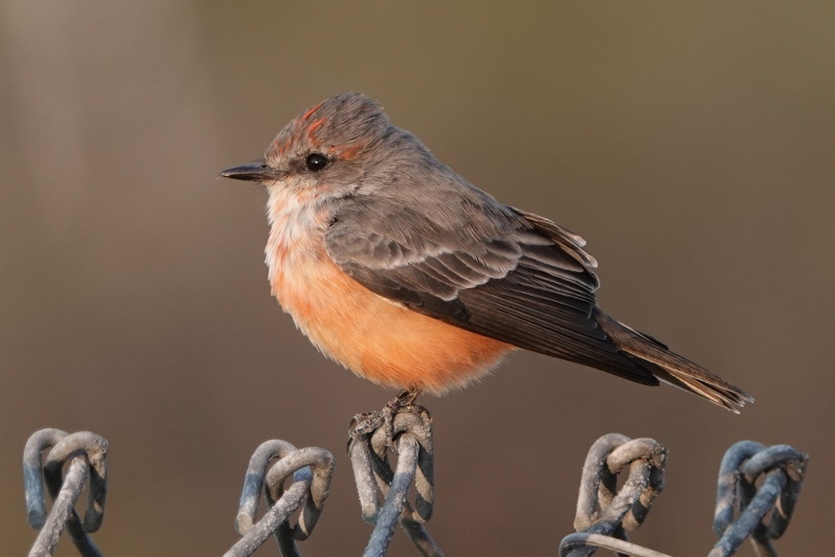 Vermilion Flycatcher - ML623596951