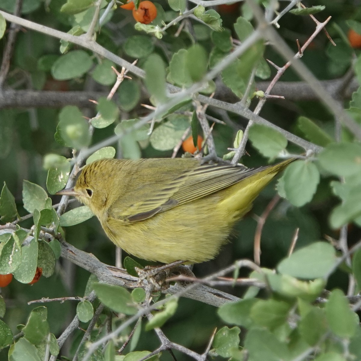 Yellow Warbler (Northern) - ML623597002