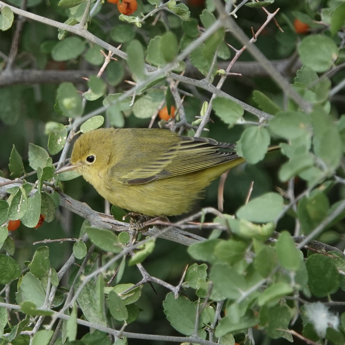 Yellow Warbler (Northern) - ML623597004