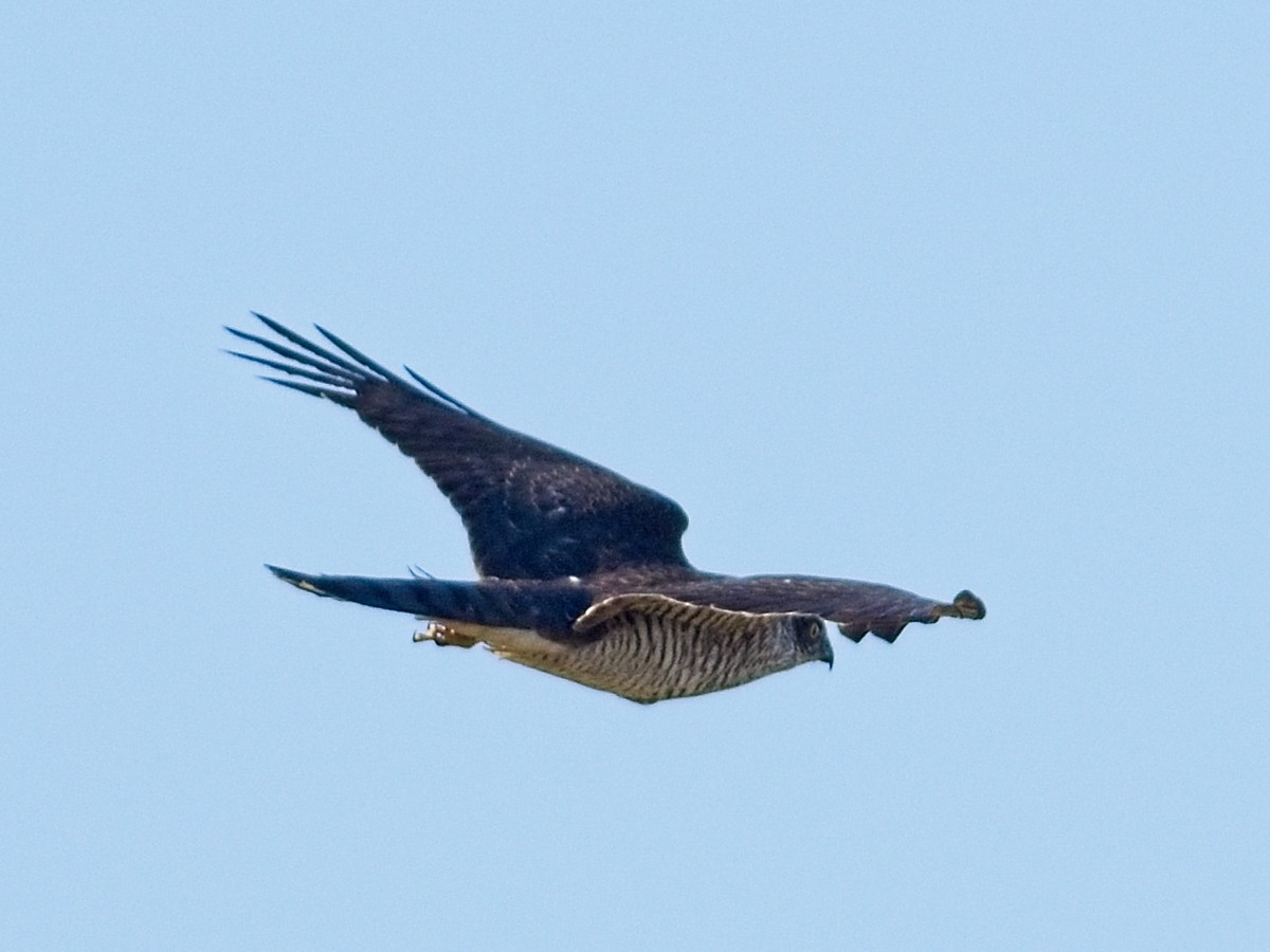 Eurasian Sparrowhawk - ML623597020