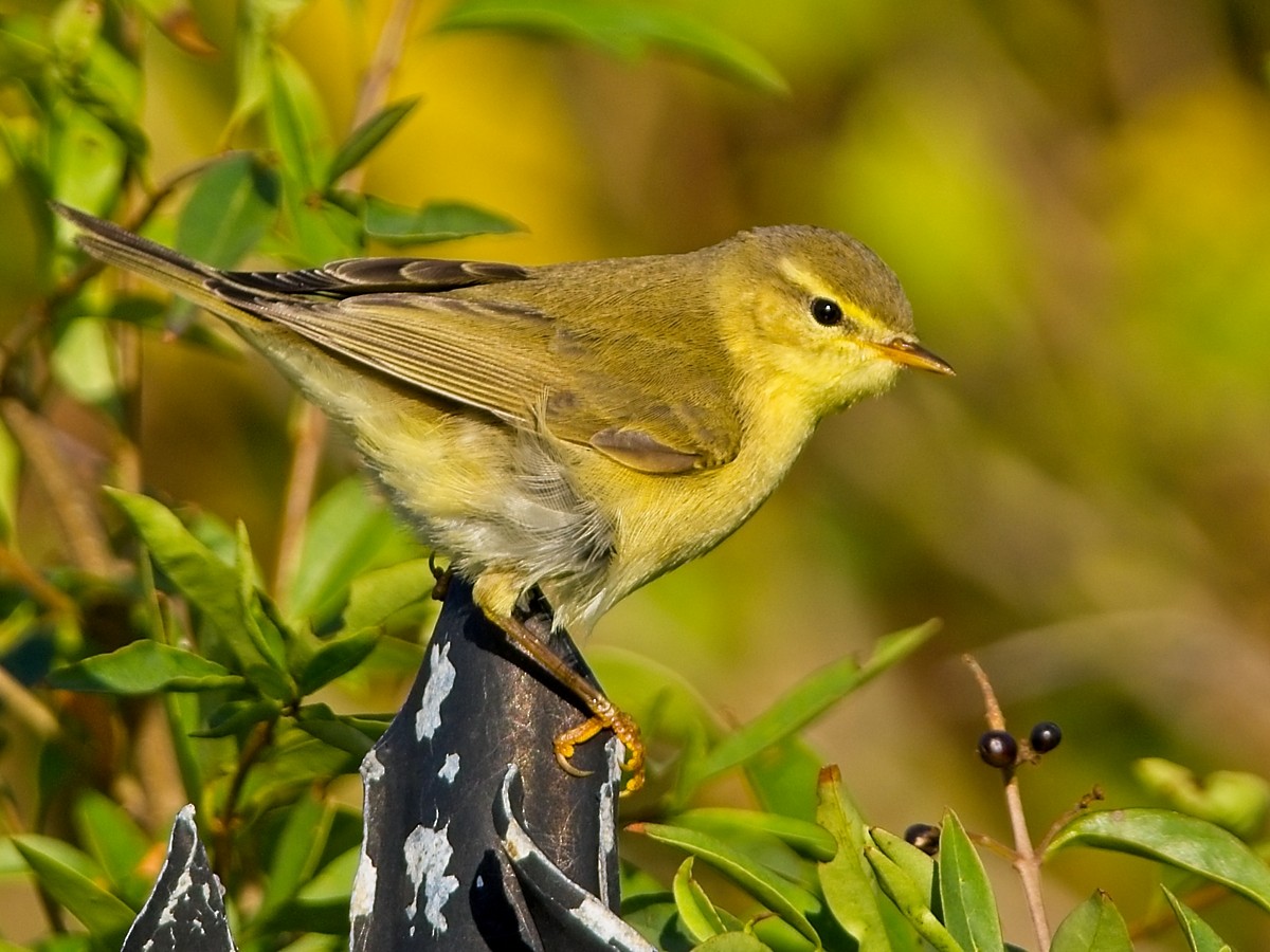 Willow Warbler - ML623597028