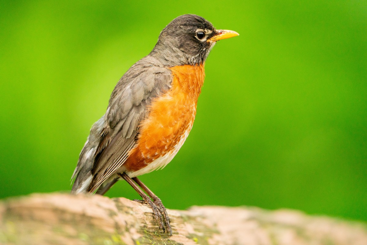 American Robin - ML623597062