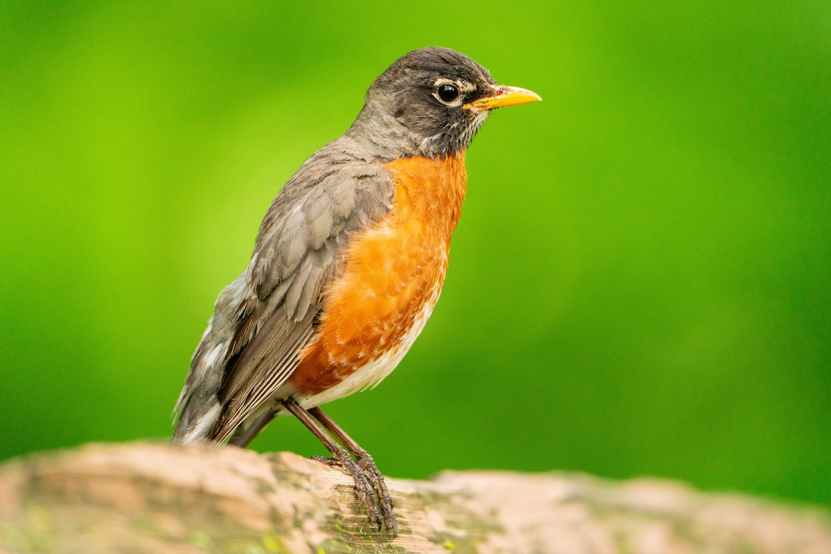 American Robin - ML623597063