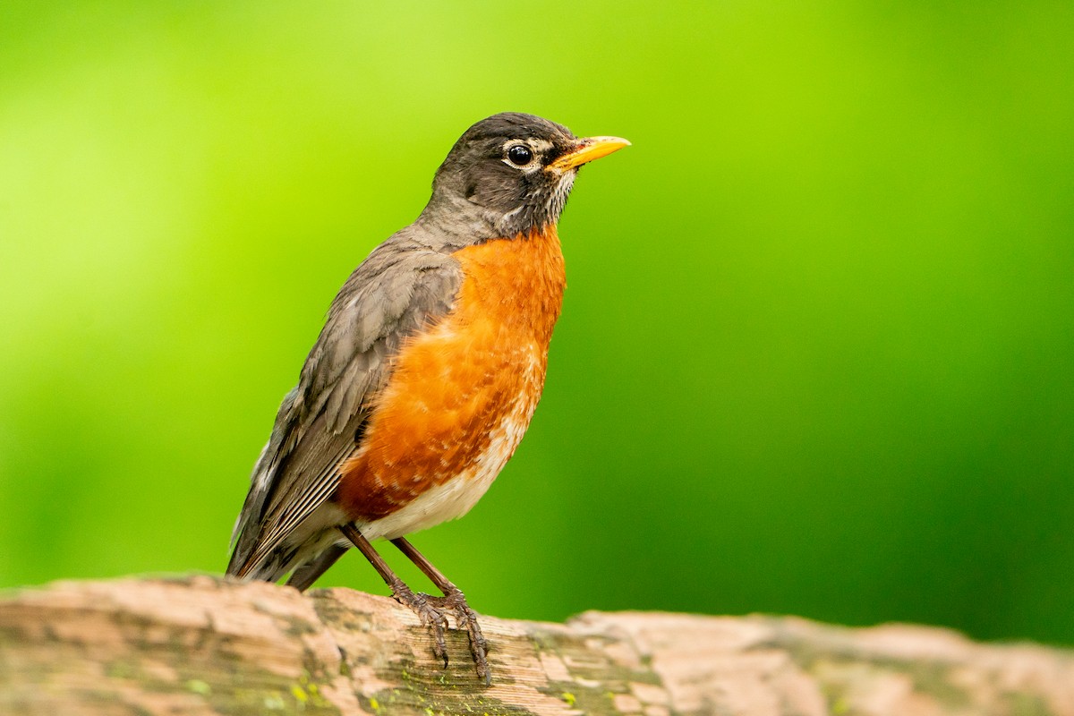 American Robin - ML623597068