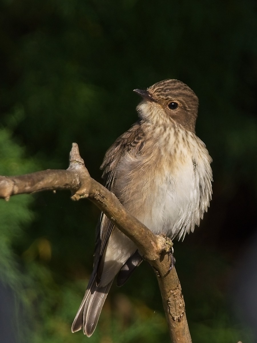 Spotted Flycatcher - ML623597099