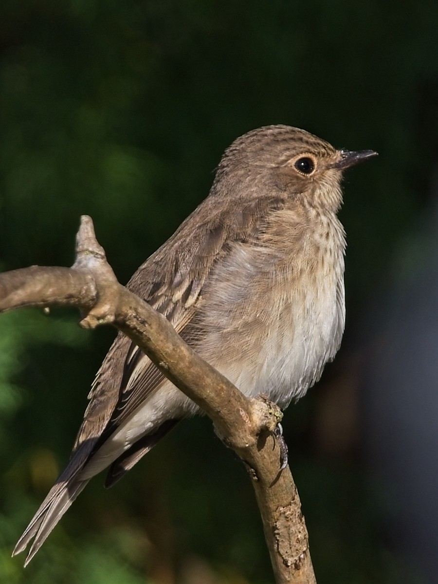 Spotted Flycatcher - ML623597102