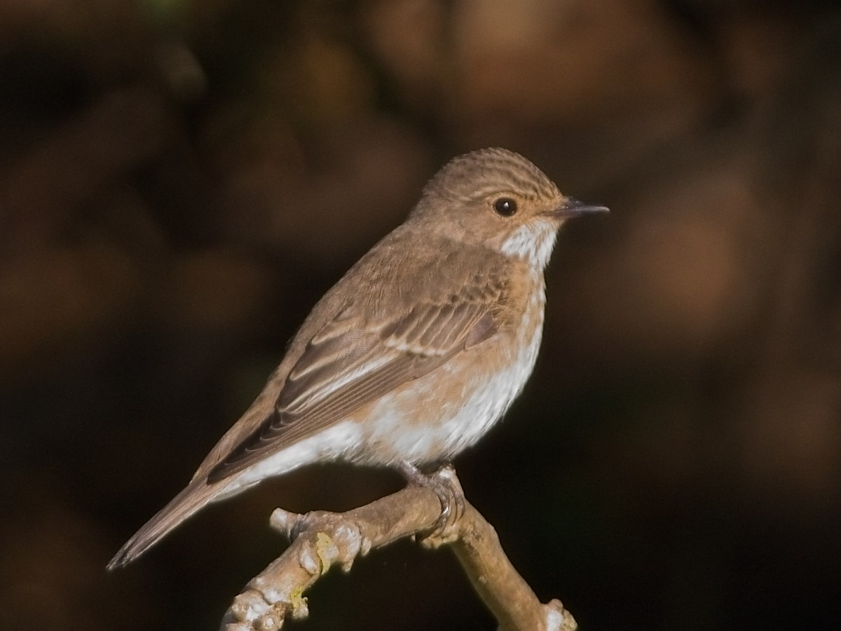 Spotted Flycatcher - ML623597108