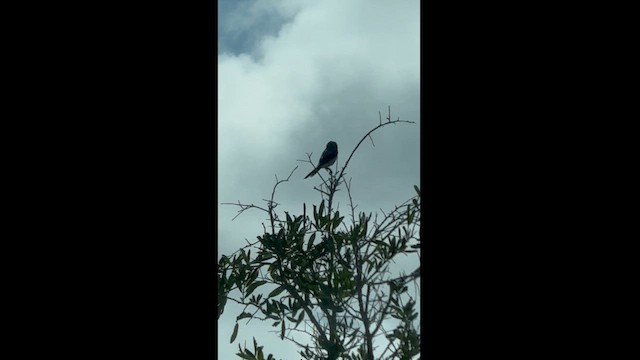 Loggerhead Shrike - ML623597127