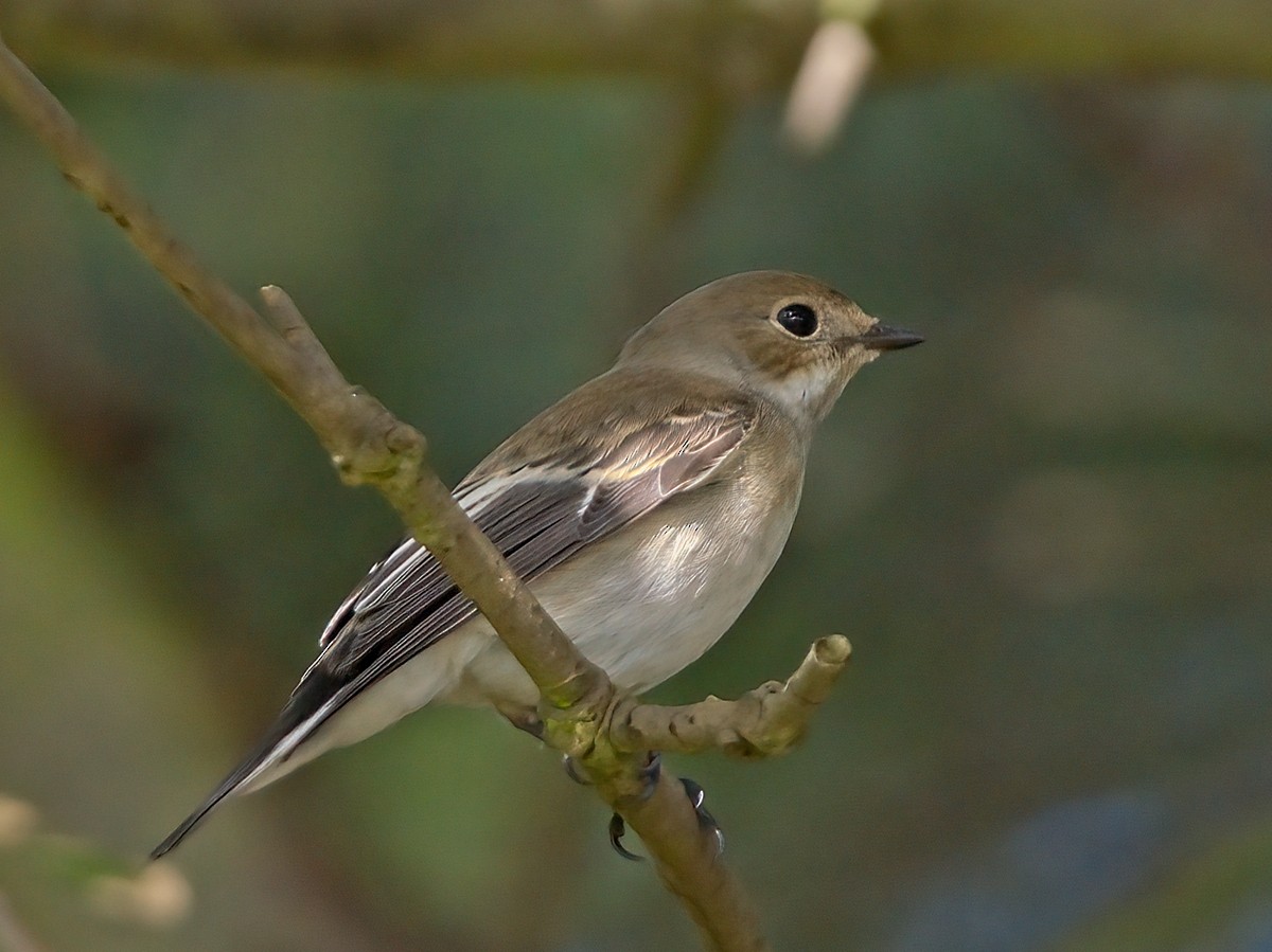 European Pied Flycatcher - ML623597130