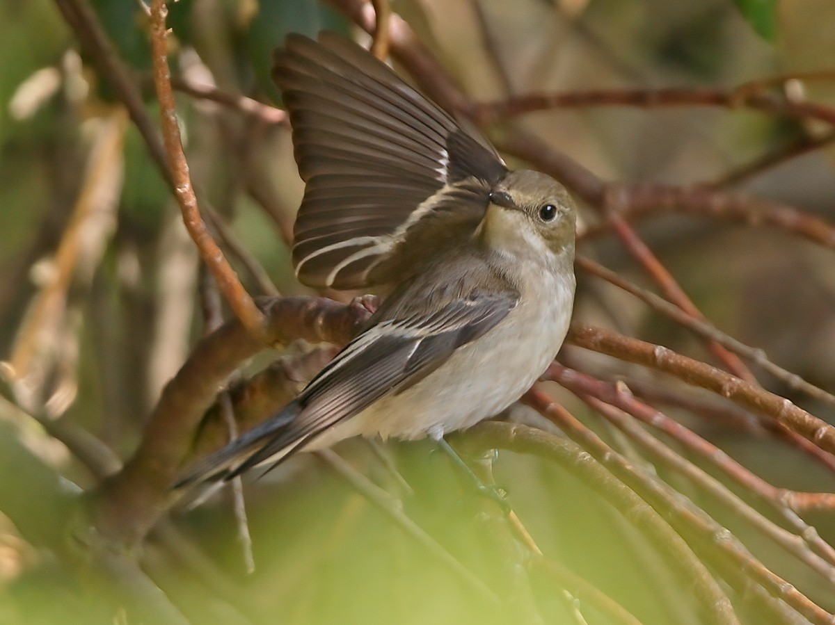 European Pied Flycatcher - ML623597132