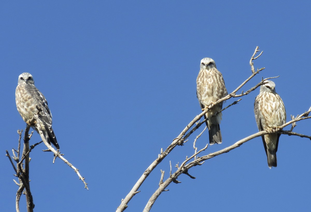 Mississippi Kite - ML623597136